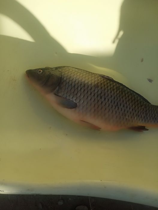 Сазан балик сотилади