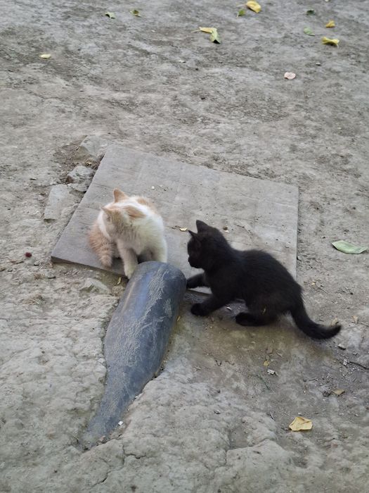 Котёнок отдам даром