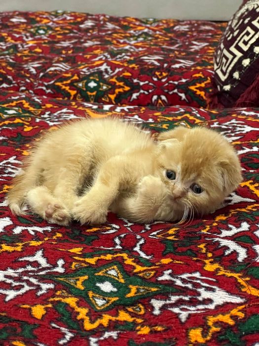 Кошки МУШУК скоттиш фолд