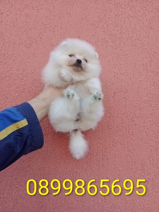 Бели Померани !!