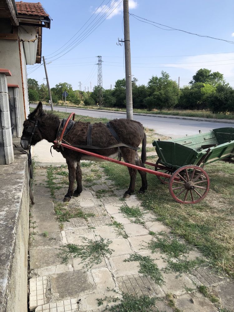 Мъжко магаре за работа