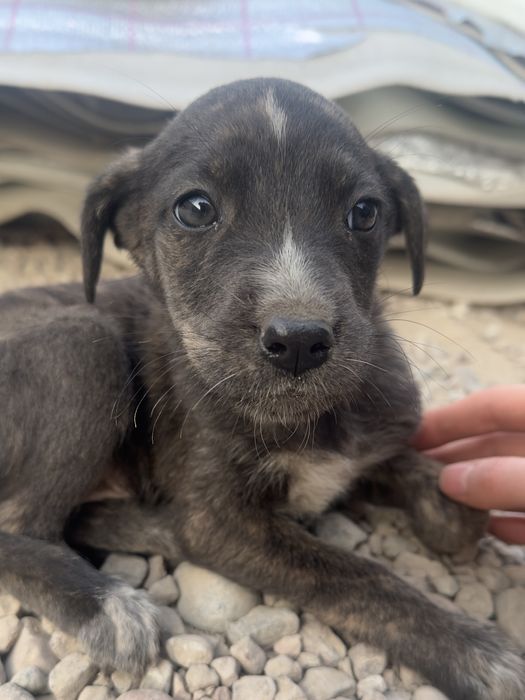 Щеночки в поисках дома!