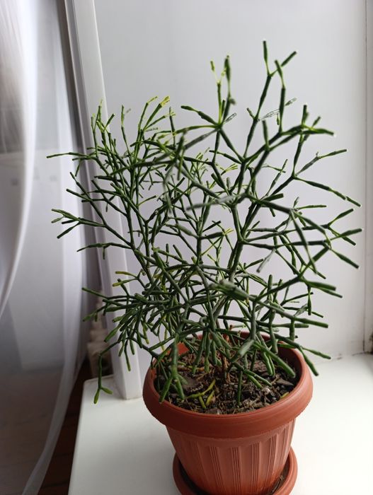 Продам цветущая Хатиора