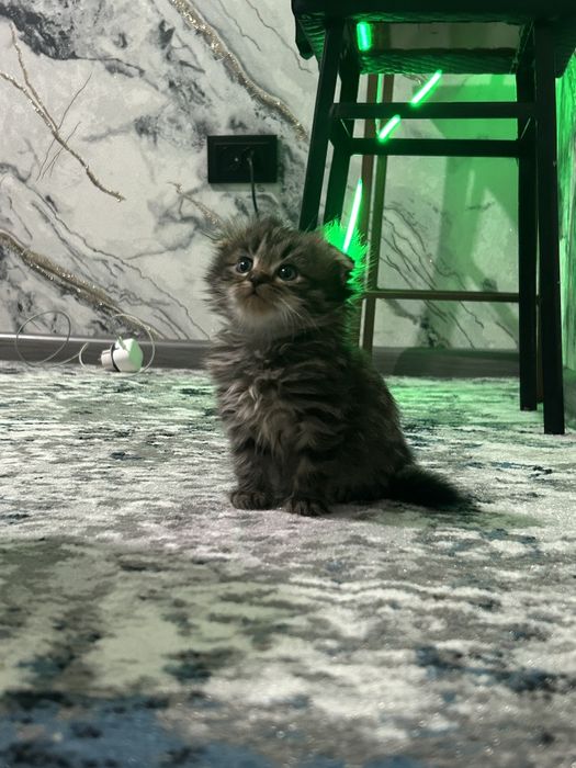 Зоти тоза мушуклар сотувда