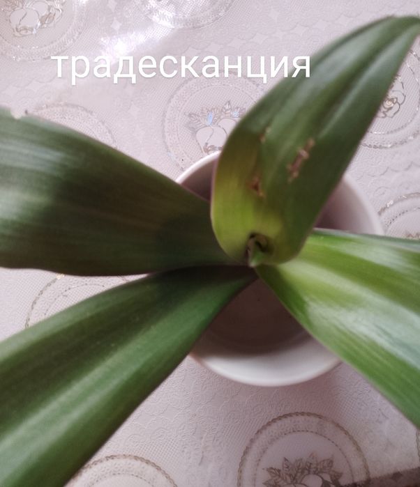 Цветы - комнатные