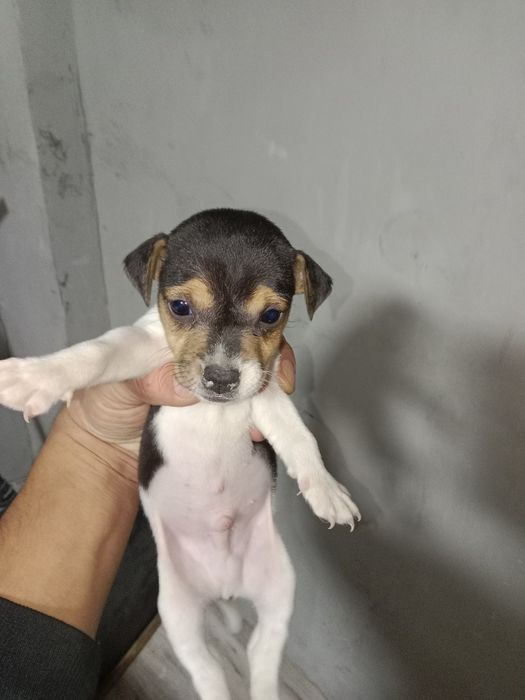 Джек рассел терьер