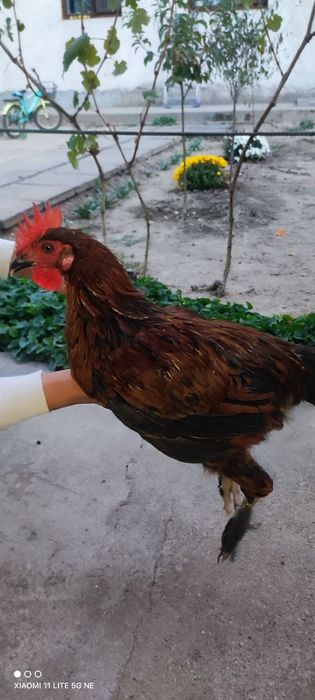 Joja xoroz sotiladi