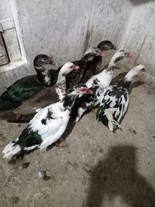 Rațe leșești de vânzare
