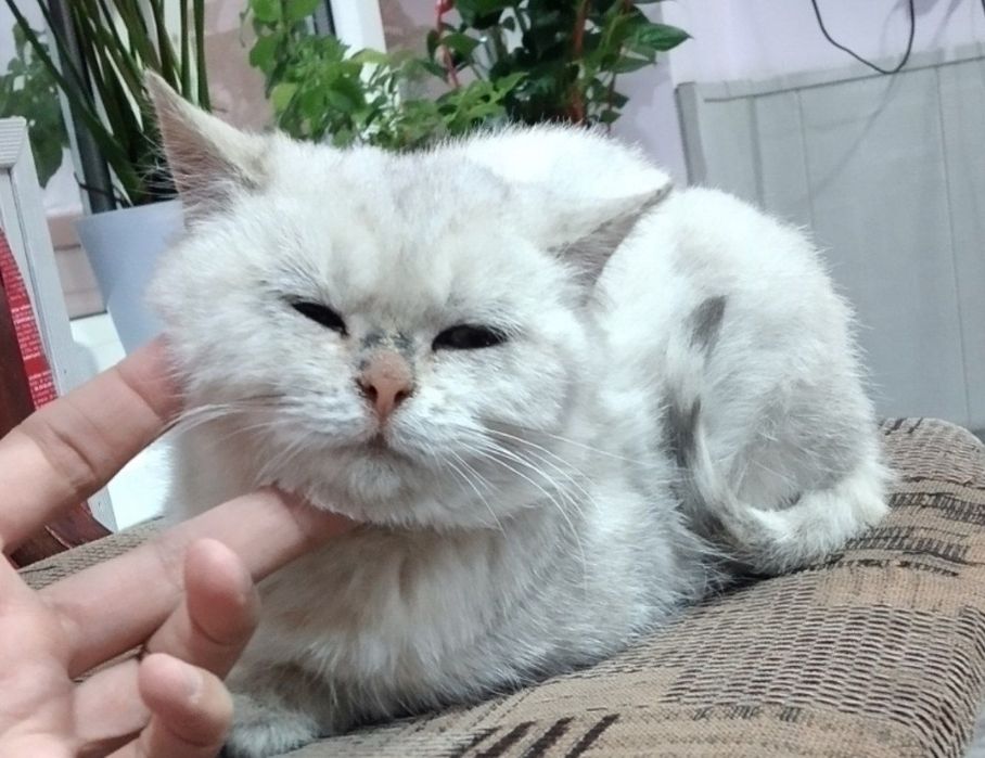 Britanskaya Shinshilla Serebro Fold 3.5 oyli