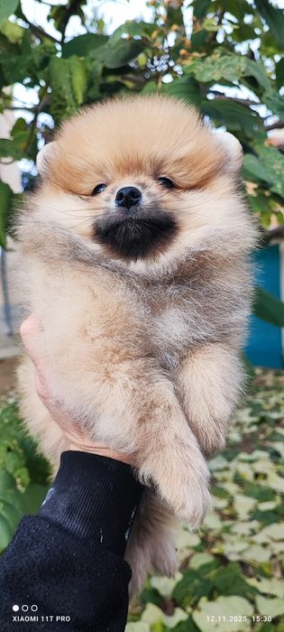 Померан померанче