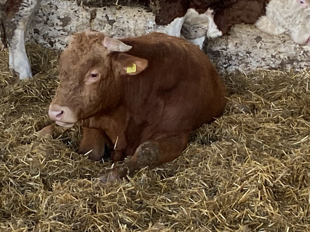 Vand 10 tauri cu greutate  medie de 550 kg