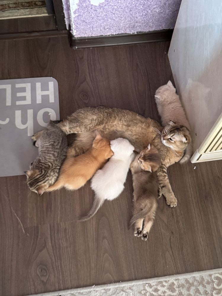 Шотландские котята продаются
