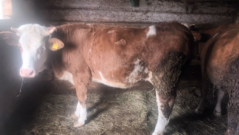 Vitea de  un an jumate