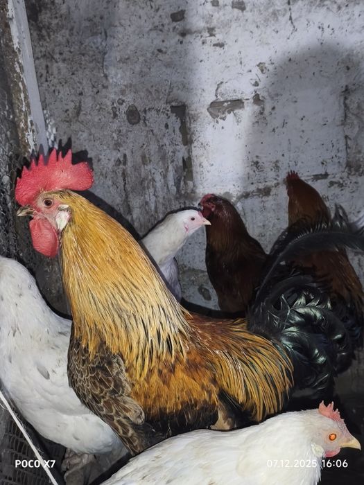 Продам Петухов разные пароды