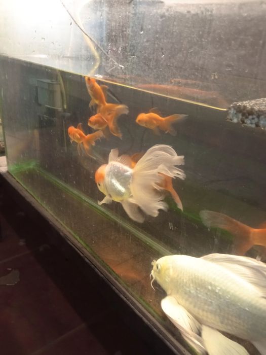 Продаётся аквариумная рыбка