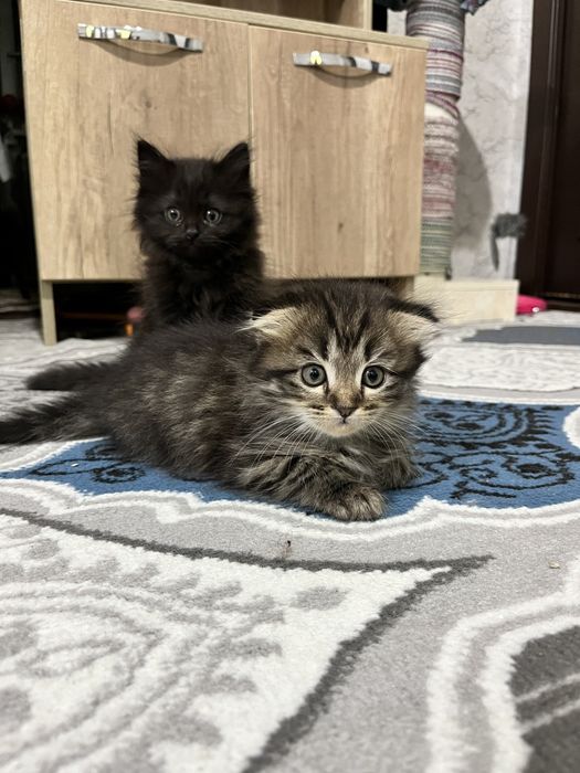 Фолд чиройли эркак мушук боласи сотилади