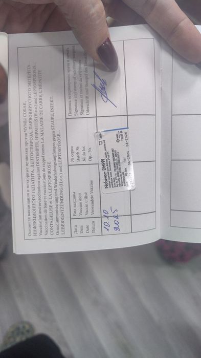 Пудель королевский, 2 месяца, продаётся.