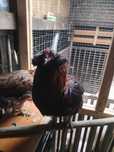 ouă pentru incubat de la găini Araucana sălbatic,