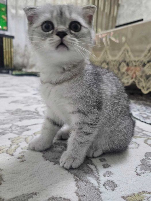 Silver Chinchilla Scottish Fold mushukcha (qiz)