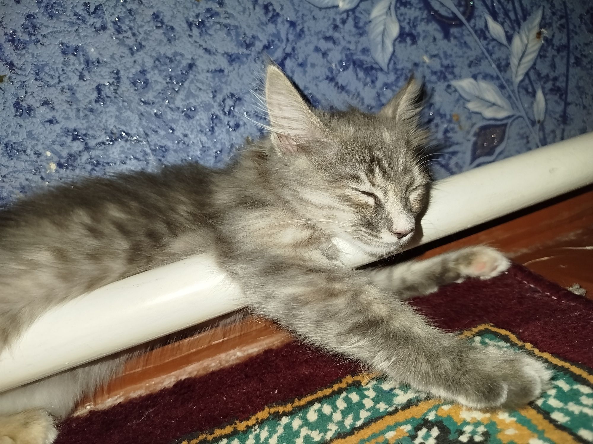 Продам кошечку в добрые руки.
