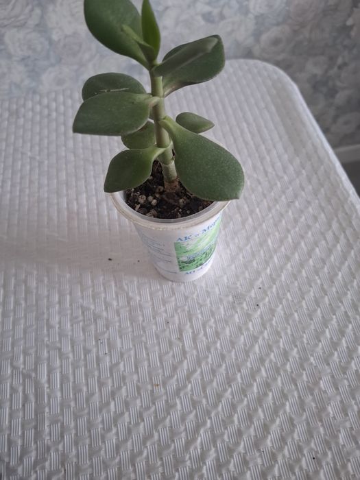 Продам денежное дерево