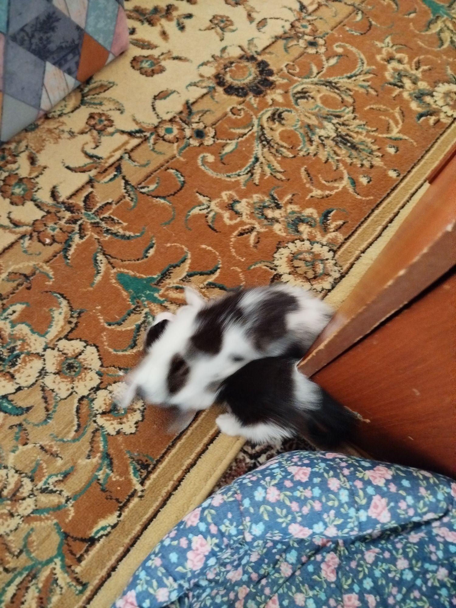 Котята в добрые заботливые руки