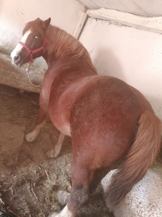 Vând iapă 6 ani pt mai multe detalii la nr de telefon