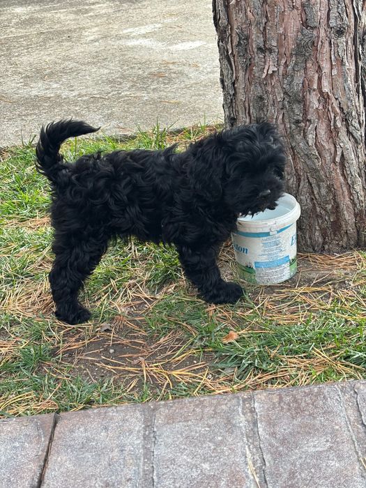Кавапу & Cavapoo