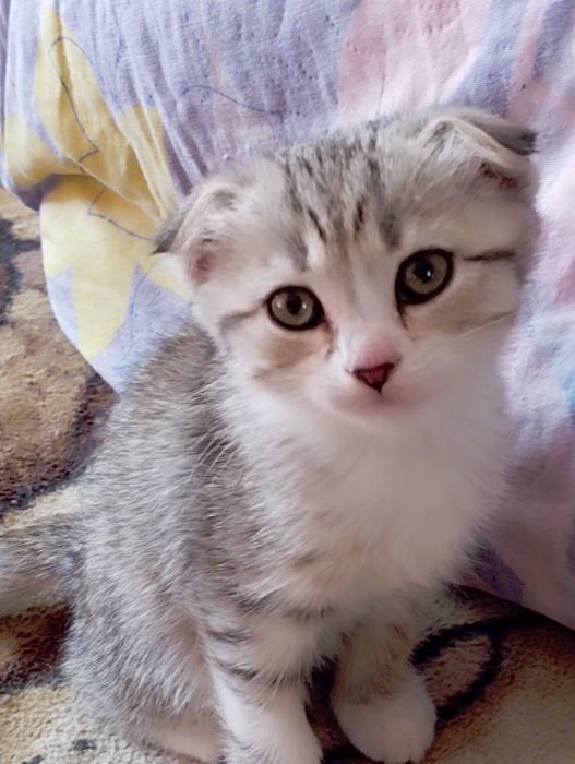 Шотландские котята