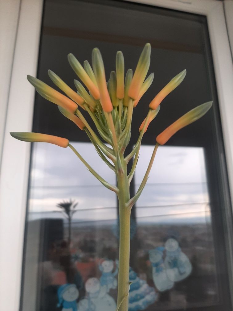 Aloe vera inflorit!
