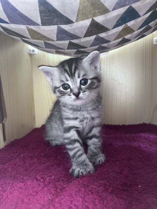 Продам котенок британец