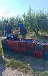 Vand prune de tuica ofer si transport
