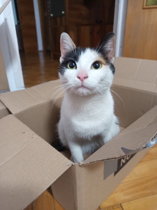 Pisica pentru adoptie