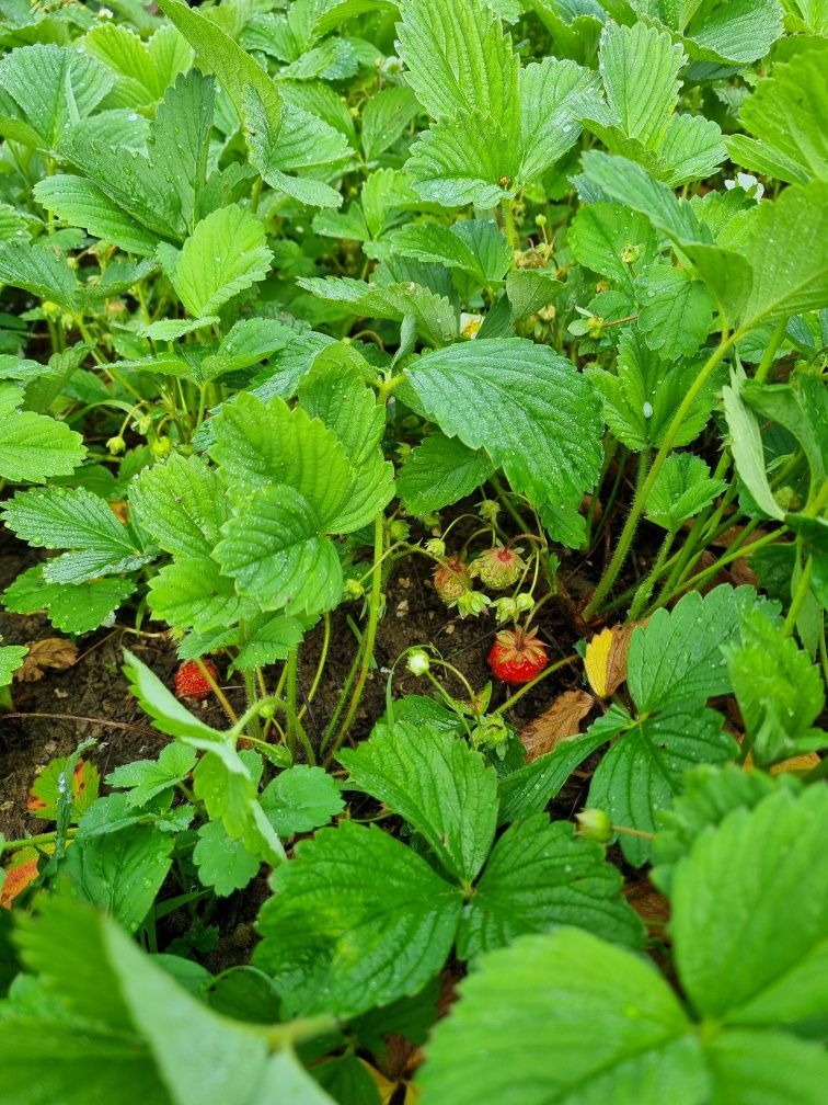 Căpșuni din grădina proprie