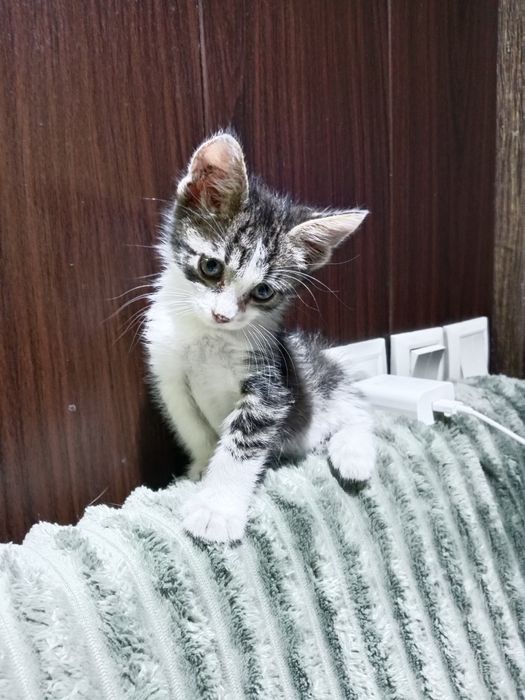 Подросший мальчик под кастрацию