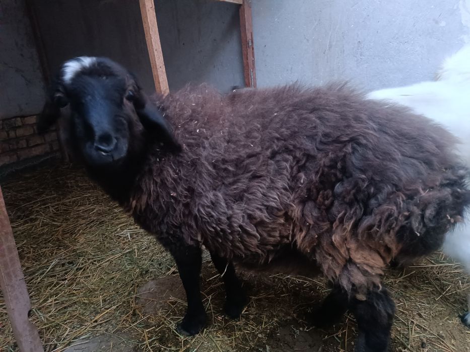 Гечила сотилади 1 куйам бо