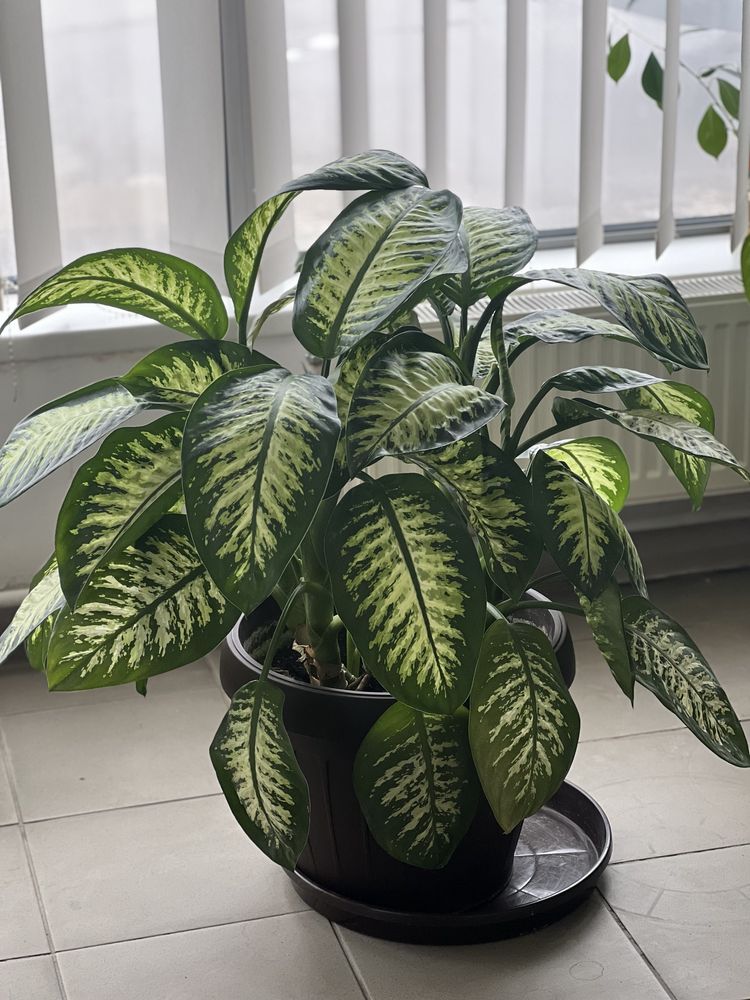 Dieffenbachia- diferite marimi