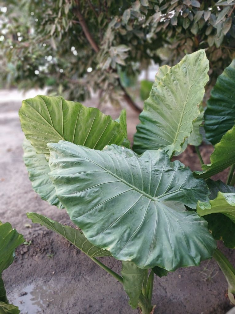 Arma gulari sotiladi