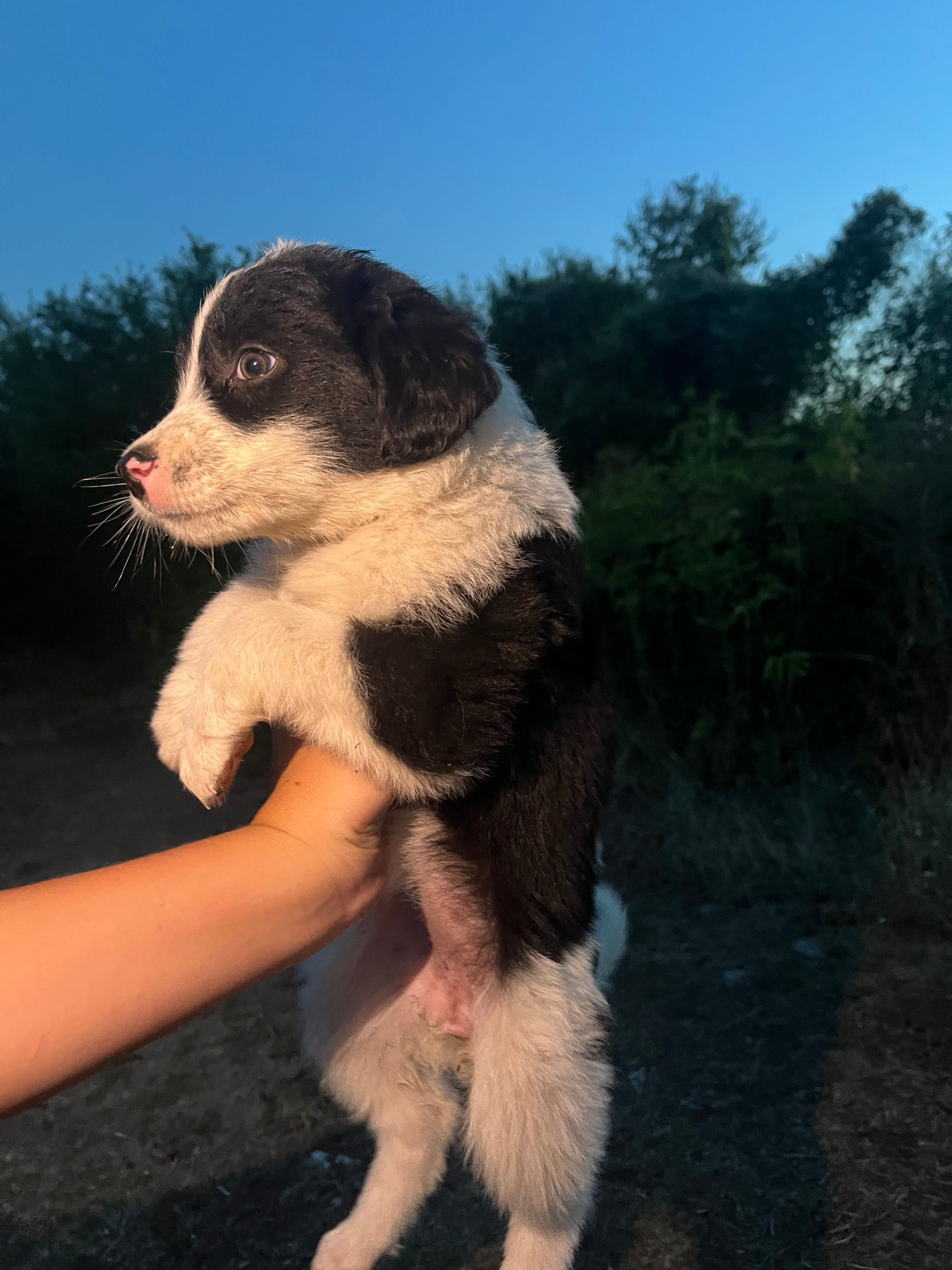 Подарявам кучета
