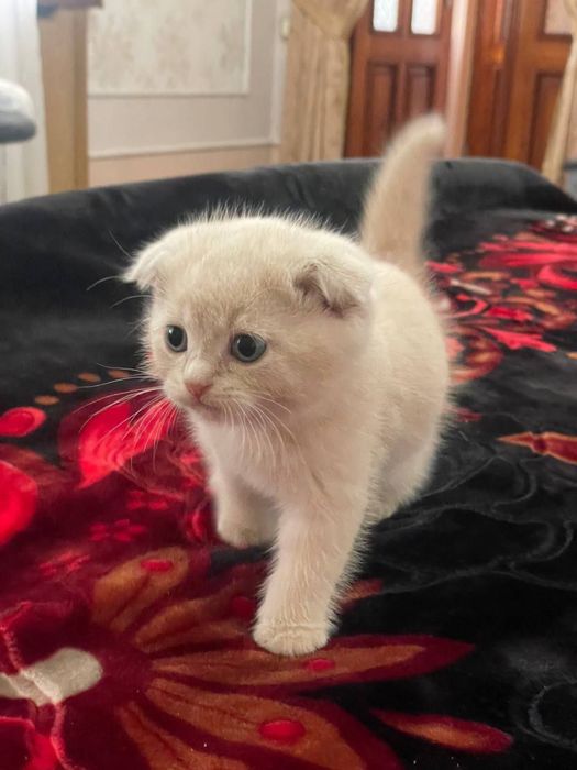 Scottish Fold Shinshilla 1,5 Oylik Qiz