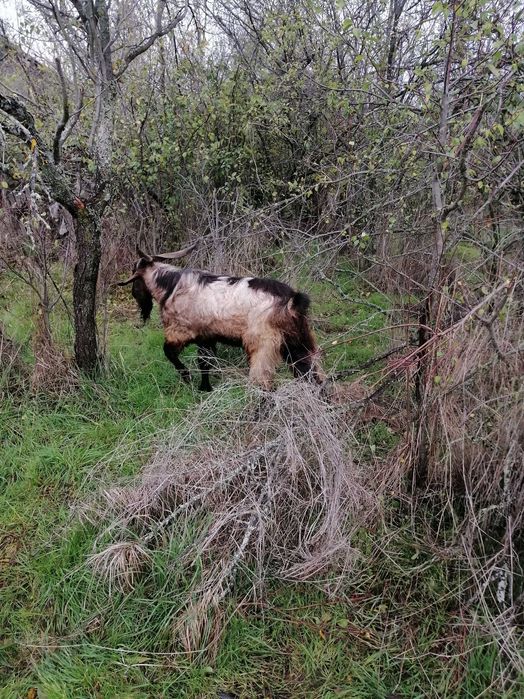 Vând țap alpin francez