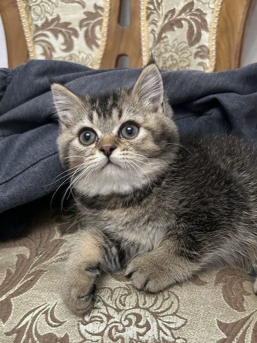 3 малышa шиншиллы