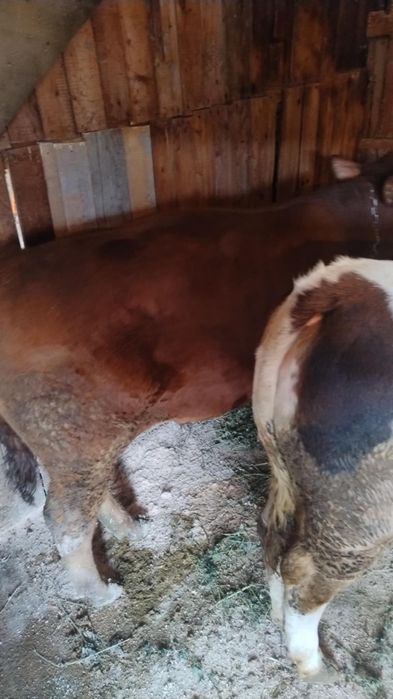 Vand doi vitei si o vitica