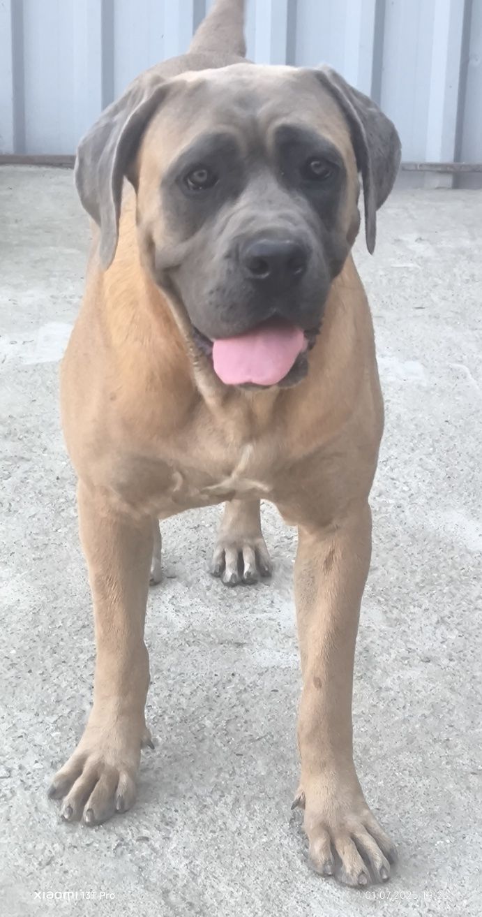 Femela Cane Corso, 13 luni, cu Pedigree+