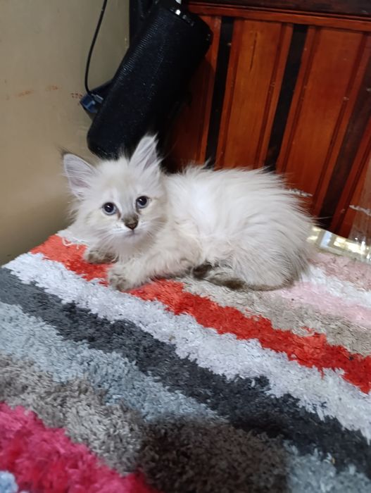 Балинезийский котёнок!
