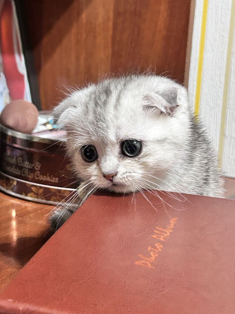 Продается котик вислоухий