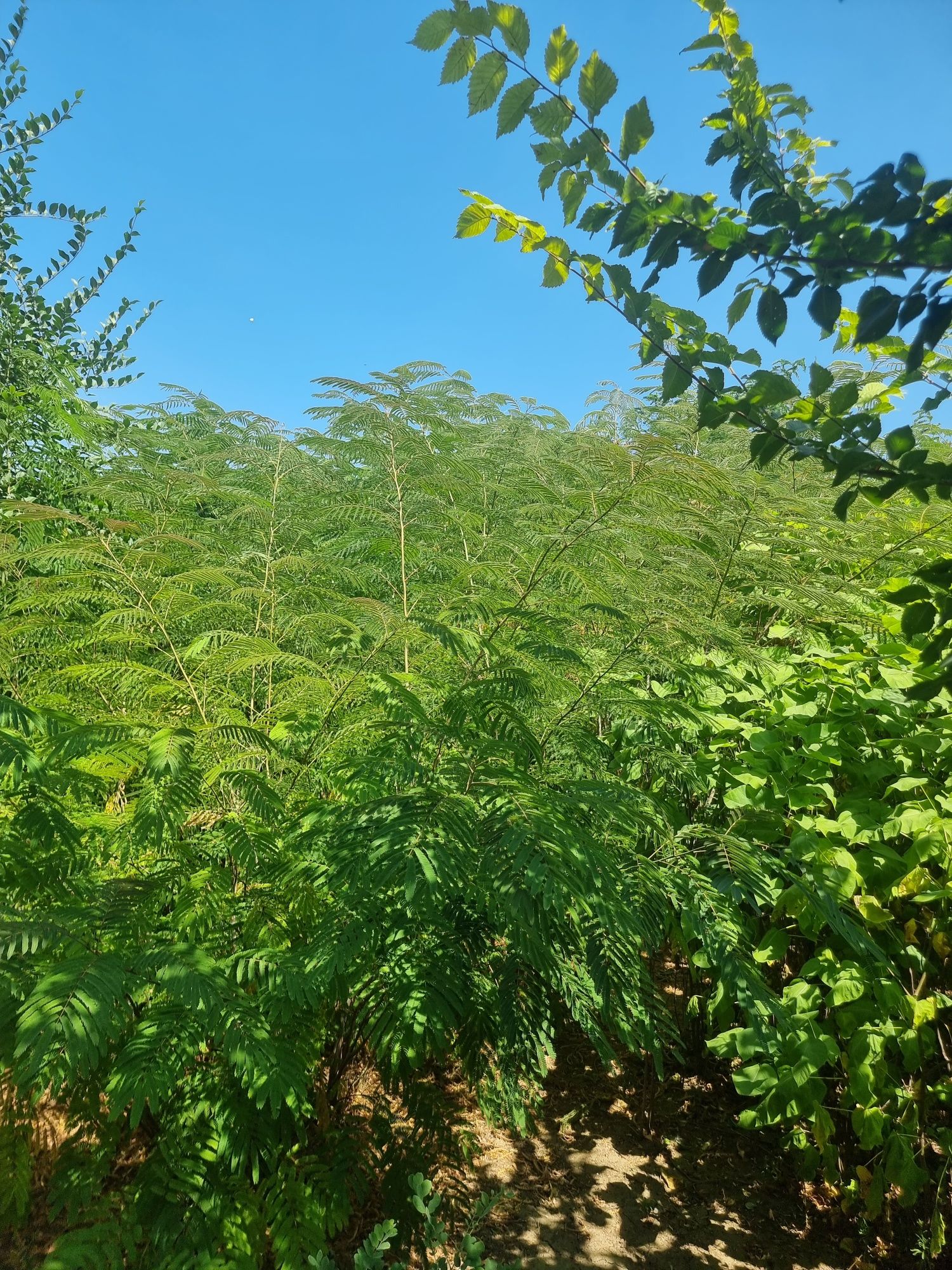 Albizia(arbore de matase),Catalpa,Salcâmi, Salcâmi galbeni,Castani.