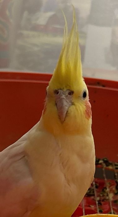 Попугай коррела Рома