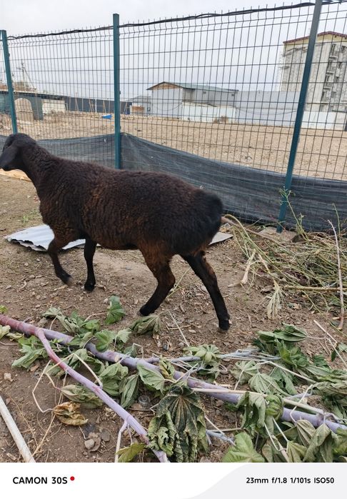 Совлиқ сотилади уйда боқилган бўғозлиги номаълум баҳорги қўзи