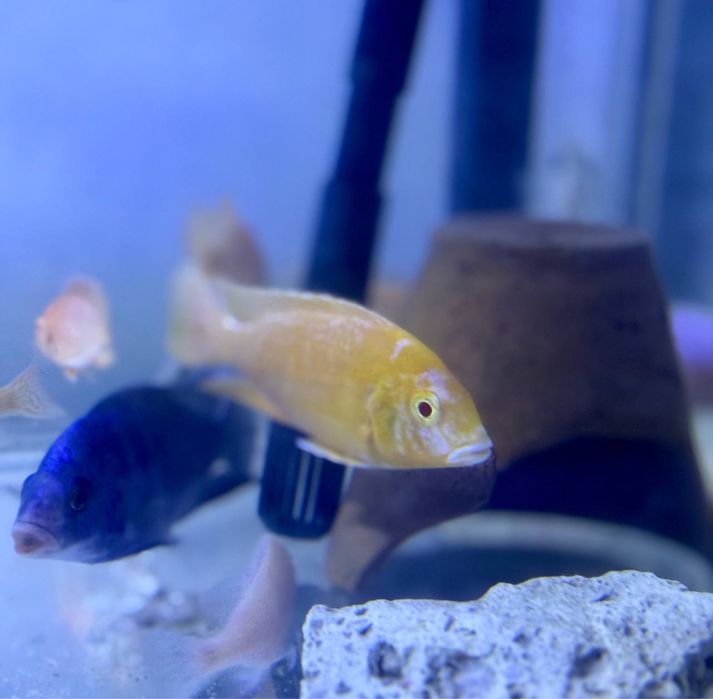 Аулунокара орендж дракон готовая пара